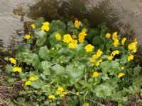 Обикновен блатняк (Caltha palustris L.)